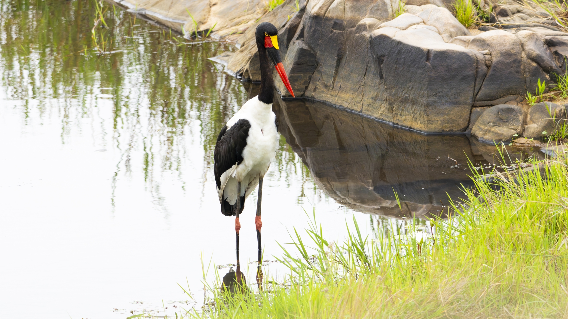 Kruger25 2025 10 30 10 02 52 ILCE 1M2 438